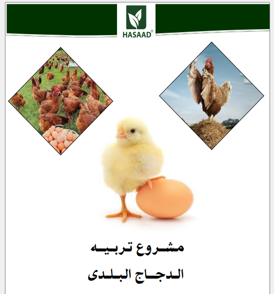 دراسة الجدوي الاقتصادية لمشروع تربية الدجاج البلدي