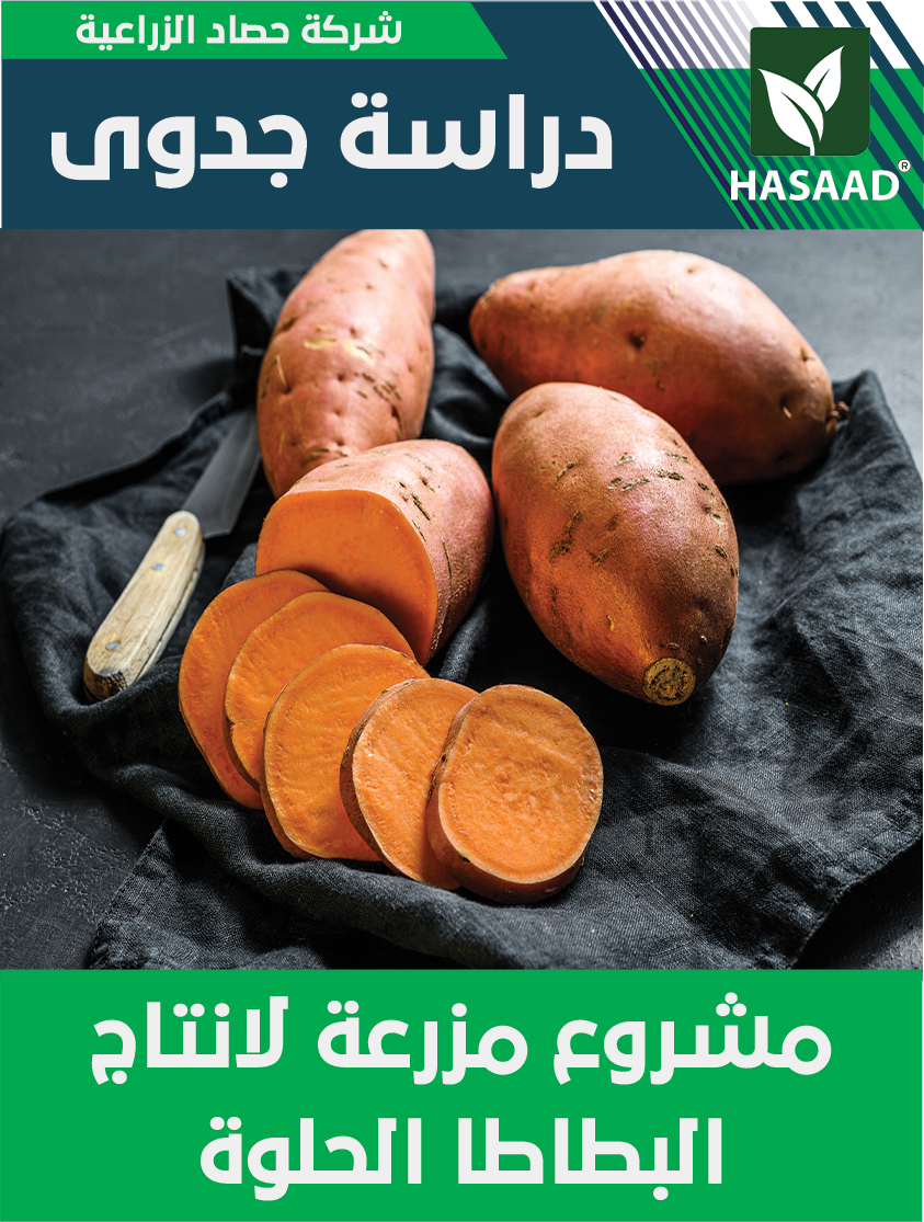 دراسة جدوى مشروع مزرعة انتاج البطاط الحلوة