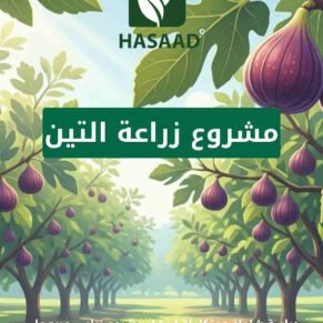 دراسة جدوى لمشروع التين