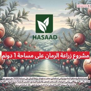 دراسة جدوى لمشروع الرمان