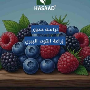 دراسة جدوى لمشروع زراعة التوت بيري