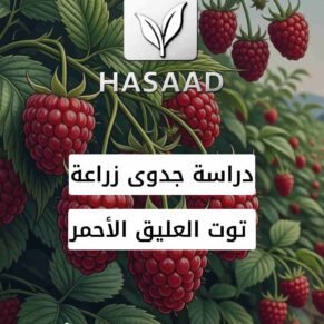 دراسة جدوى مشروع زراعة توت العليق الأحمر